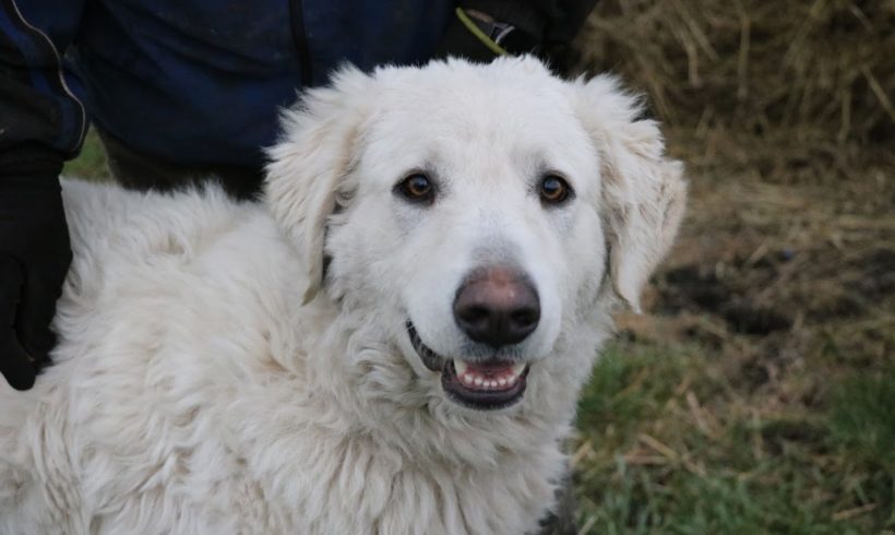 Hógolyó ❤️vermittelt❤️