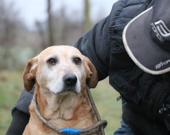 Frida ❤️vermittelt an die Tierhilfe Franken❤️ Transportpaten gefunden (Ausreise 06.03.2021)