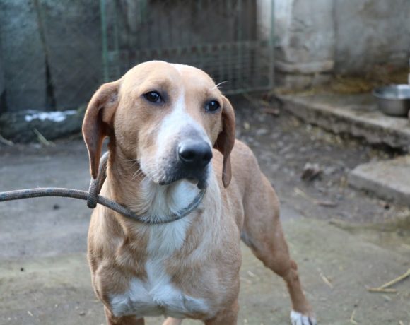 Fanny  ! Transportpaten gefunden ! ♥vermittelt an die Tierhilfe Franken♥→ 03/2021