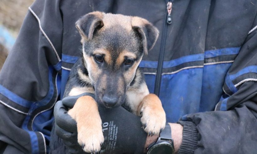 Alina Dombovar   ♥ vermittelt ♥