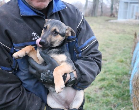 Lima ehem. Abigel ♥ vermittelt ♥ Ausreisepate gefunden/Transportpate gefunden (Ausreise 20.03.2021) Lima ehem. Abigel ♥ vermittelt ♥ Ausreisepate gefunden/Transportpate gefunden (Ausreise 20.03.2021)