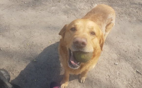Leo Szeged ♥ vermittelt ♥ Ausreise- und Transportpaten gefunden / 19.6. – es kommen größere Tierarztkosten auf die Adoptanten zu