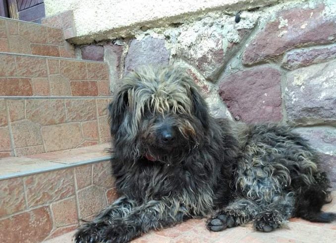 Morzsa 2 ♥vermittelt♥