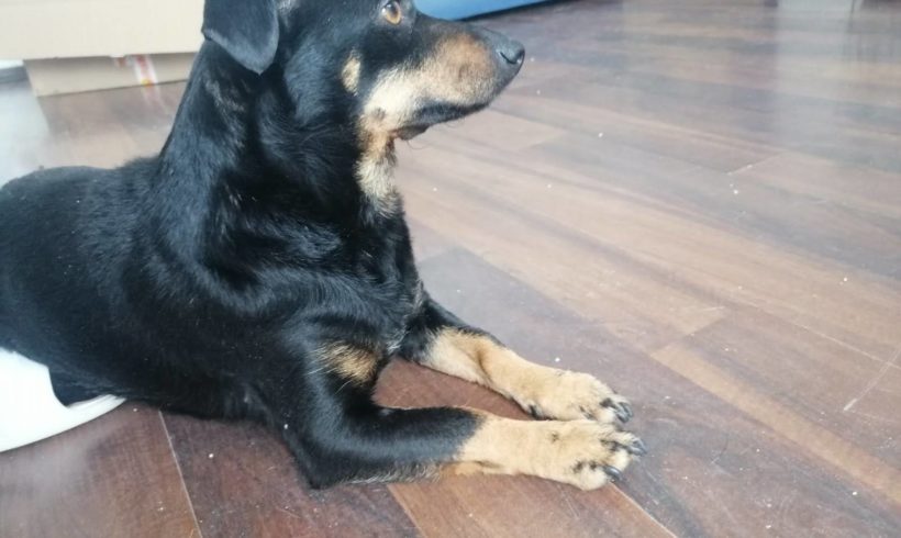 Szuszi 2 ♥vermittelt♥