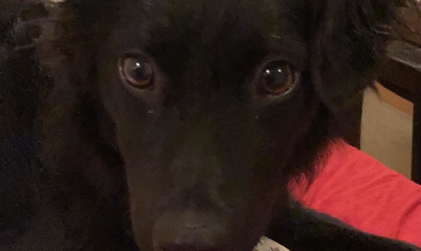 Zsoka auf Pflegestelle in 50937 Köln ♥ vermittelt ♥