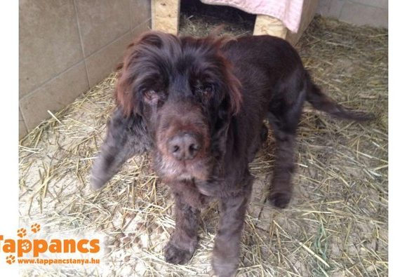 Bobi Szeged muss leider in Ungarn bleiben, da er die Reise nicht mehr schaffen würde, die Patenschaften bekommen dann andere Hunde, die es brauchen :-) →Ausreisepate gefunden/Transportpate gefunden! Notfall ! 03/2021 Bobi Szeged muss leider in Ungarn bleiben, da er die Reise nicht mehr schaffen würde, die Patenschaften bekommen dann andere Hunde, die es brauchen :-) →Ausreisepate gefunden/Transportpate gefunden! Notfall ! 03/2021