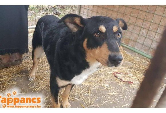 Cezar Szeged ♥vermittelt an Berner Sennenhunde in Not♥ Transportpaten gefunden (Ausreise 20.03.2021) Cezar Szeged ♥vermittelt an Berner Sennenhunde in Not♥ Transportpaten gefunden (Ausreise 20.03.2021)