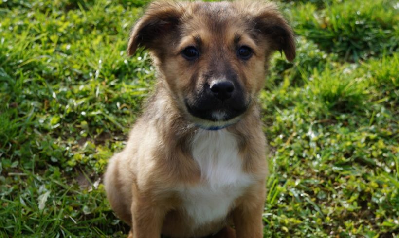 Flora 2 ♥vermittelt♥