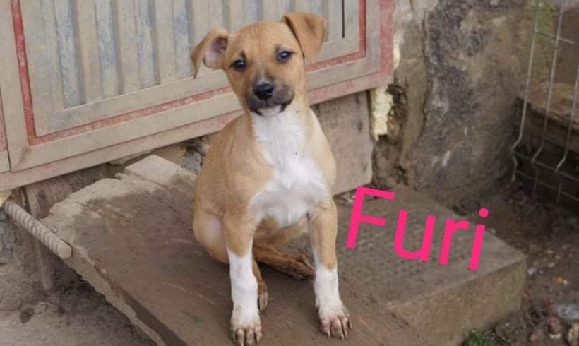 Furi ♥vermittelt♥