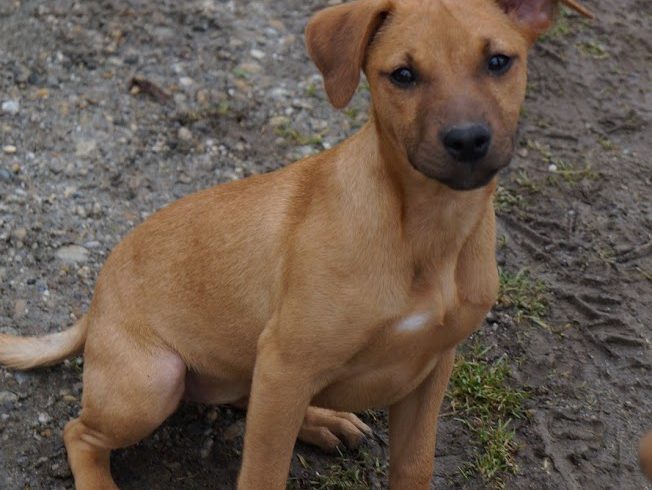 Kira ♥vermittelt♥