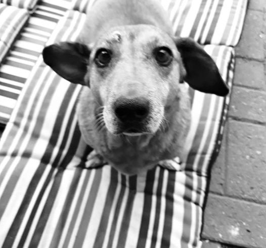 Lola Mohacs †verstorben†