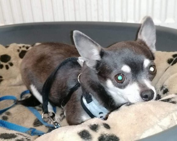 Luise ! Transportpaten gefunden ! ♥vermittelt an die Tierhilfe Franken♥ →2/2021