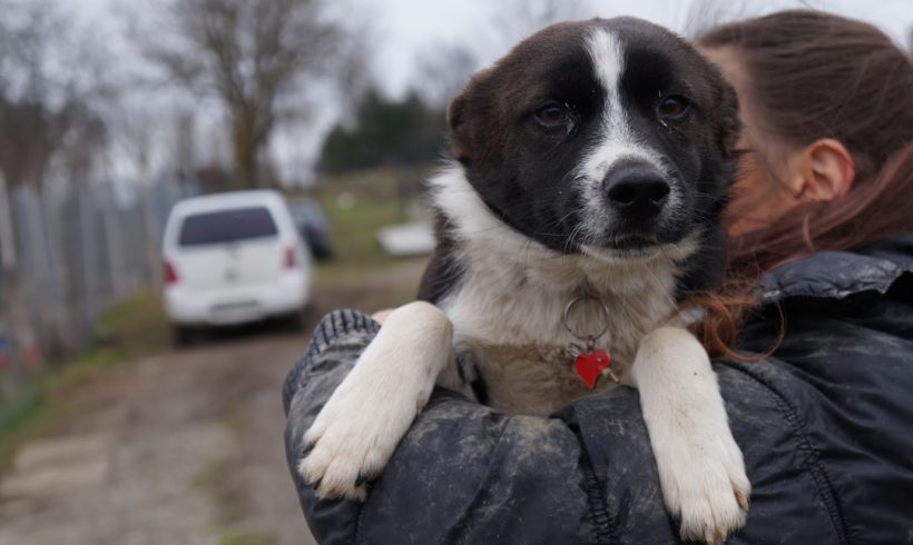 Mango ♥vermittelt♥