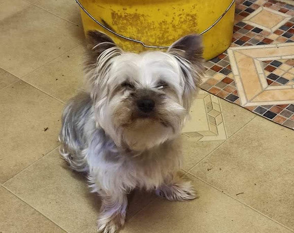 Lauri ! Ausreise- und Transportpaten gefunden! ♥vermittelt an die Tierhilfe Franken♥→ 02/2021 Lauri ! Ausreise- und Transportpaten gefunden! ♥vermittelt an die Tierhilfe Franken♥→ 02/2021