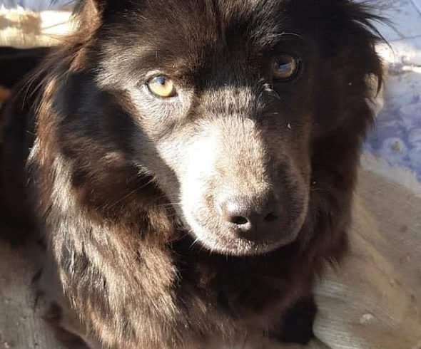 Savanna ♥vermittelt♥