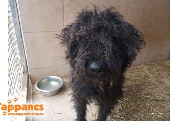 Rocky Szeged ♥vermittelt an die Tierhilfe Franken♥ Transportpaten gefunden (Ausreise 06.03.2021) Rocky Szeged ♥vermittelt an die Tierhilfe Franken♥ Transportpaten gefunden (Ausreise 06.03.2021)