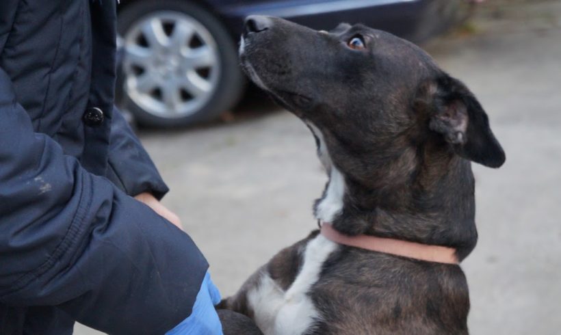 Zsofi 2 ♥vermittelt♥