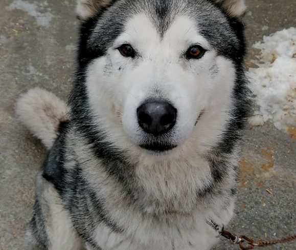 Hubert •vermittelt•