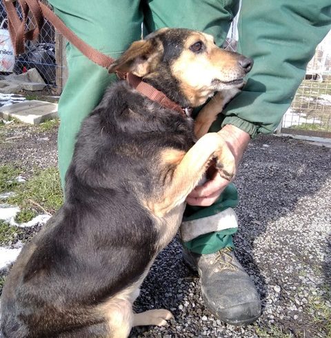 Freddy Mohacs ♥ vermittelt ♥ Freddy Mohacs ♥ vermittelt ♥