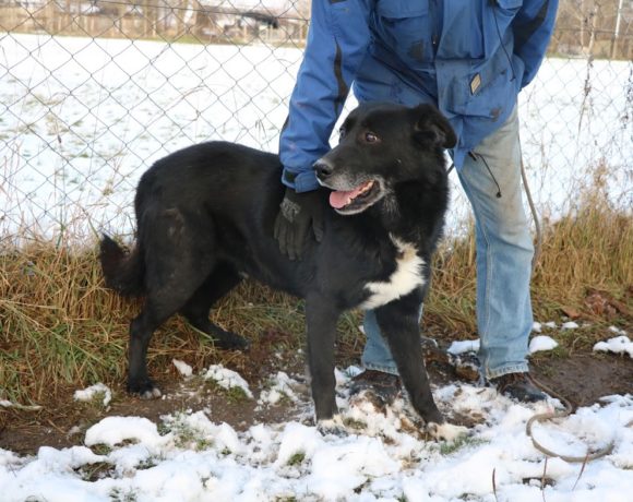 Doki ♥ vermittelt an Berner Sennenhunde in Not ♥ Transportpaten gefunden! 10.4.2021 Doki ♥ vermittelt an Berner Sennenhunde in Not ♥ Transportpaten gefunden! 10.4.2021