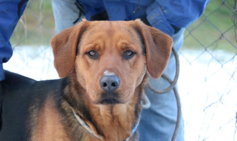 Hermann ♥ zieht am 19.6. auf einen Gnadenhof, Ausreise- und Transportpaten gefunden♥ Hermann ♥ zieht am 19.6. auf einen Gnadenhof, Ausreise- und Transportpaten gefunden♥