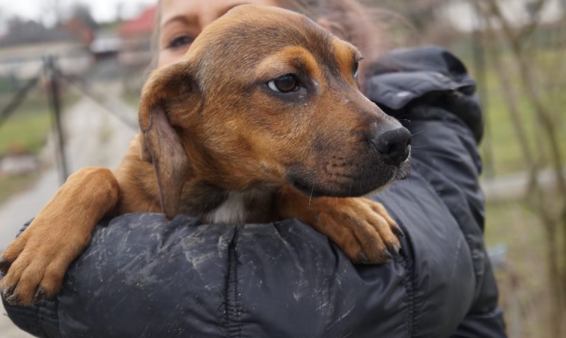 Nika TH Zala ♥vermittelt♥