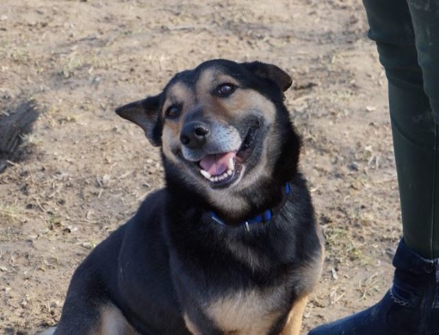 Archie ♥vermittelt♥