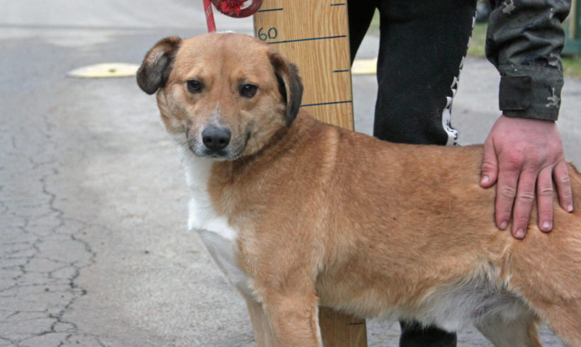 Félenk •vermittelt•