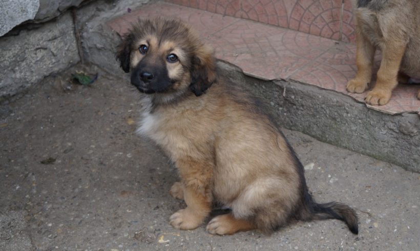 Fredi ♥vermittelt♥