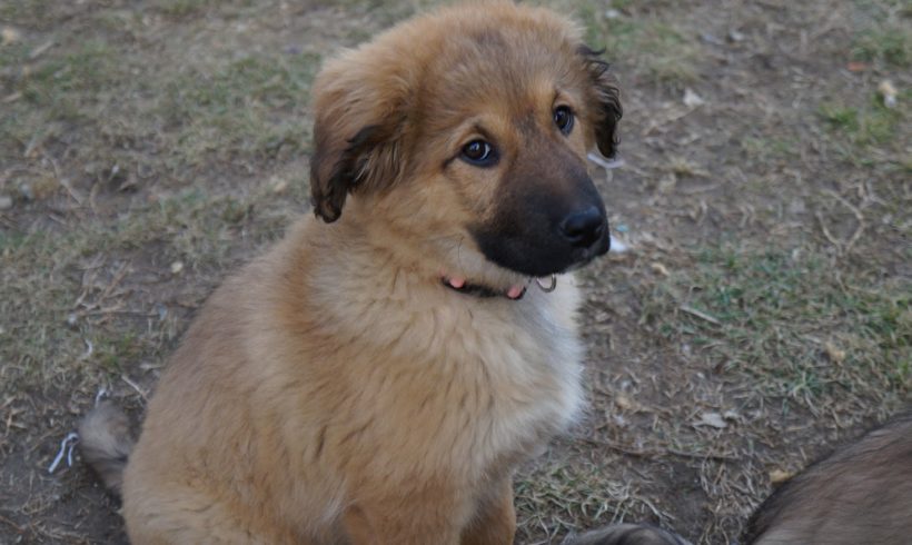 Frida 2 ♥vermittelt♥