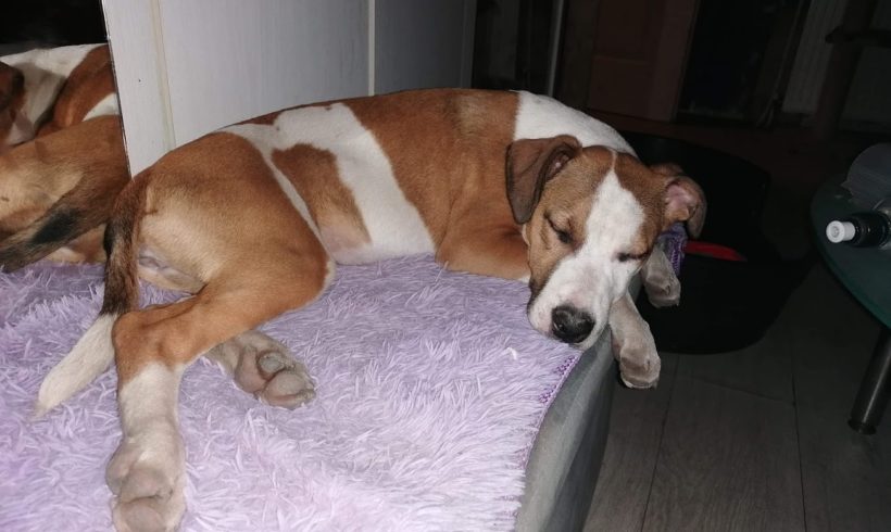 Kleo ♥vermittelt♥