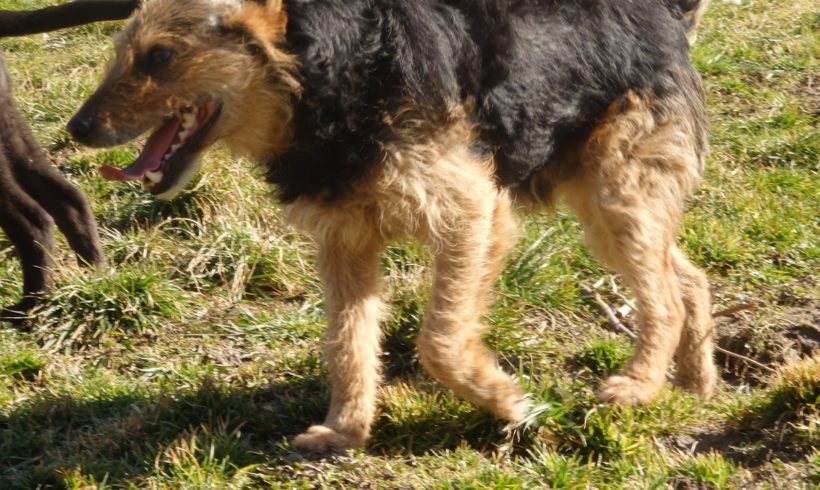 Papi 2 ♥vermittelt♥ 🏡auf PS in 76684 Östringen🏡