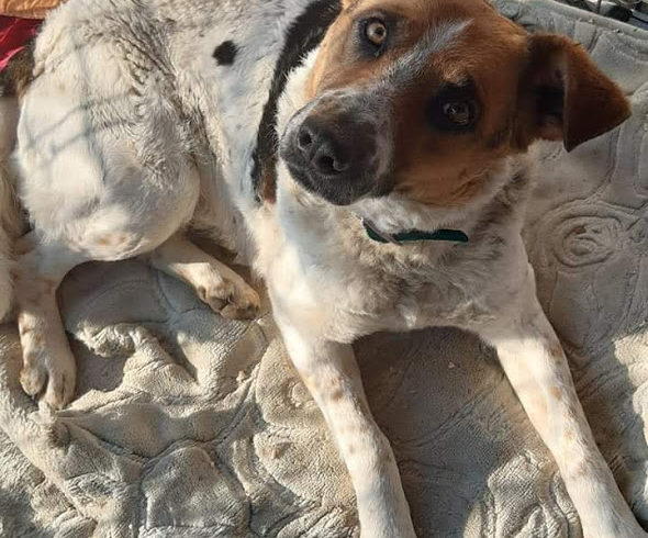 Pötyi Dombovar  ♥ vermittelt nach Österreich ♥