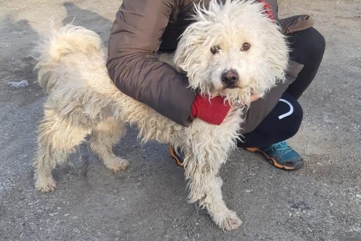 Sari Bogancs ♥vermittelt an die Tierhilfe Franken♥