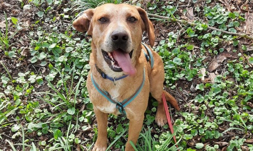 Frenky ♥ Auf PS in 91746 Weidenbach ♥ vermittelt♥