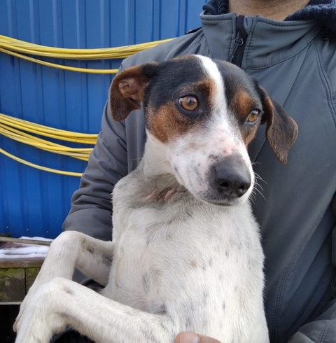 Trixie  ♥ zieht am 10.4. auf PS nach 44869 Bochum ♥ vermittelt ♥