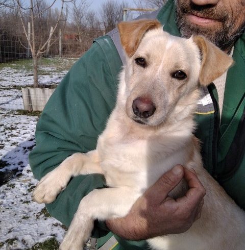 Franklin ♥ vermittelt ♥