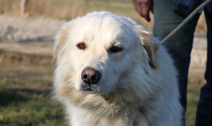 Bounty ♥ vermittelt in Ungarn ♥