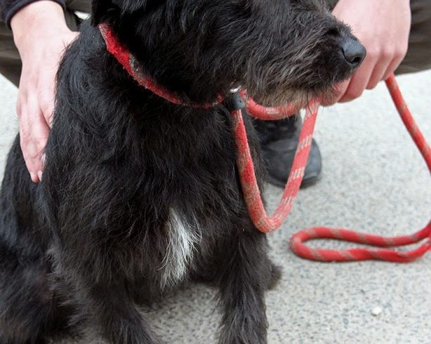 Mirtill •vermittelt•