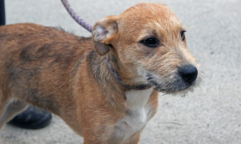 Odine •vermittelt•