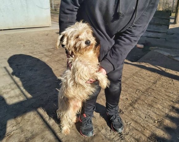 Nudli Szeged ♥vermittelt an die Tierhilfe Franken, Transportpaten gefunden! 30.04.2021 Nudli Szeged ♥vermittelt an die Tierhilfe Franken, Transportpaten gefunden! 30.04.2021