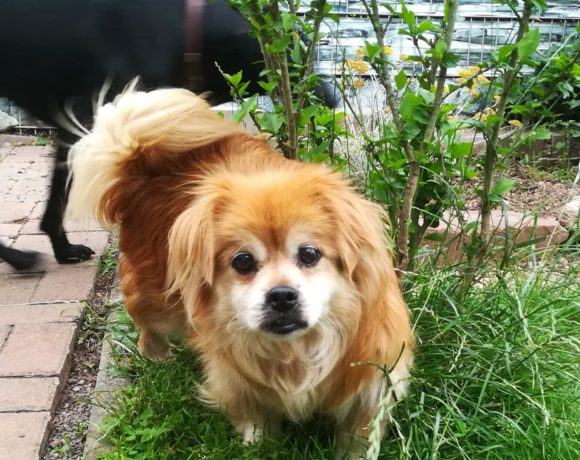 Morti ♥ vermittelt ♥ sucht Ausreise- und Transportpaten Morti ♥ vermittelt ♥ sucht Ausreise- und Transportpaten