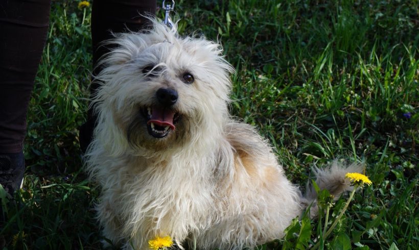 Csufi ♥vermittelt♥