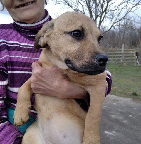 Otilia ♥ vermittelt ♥