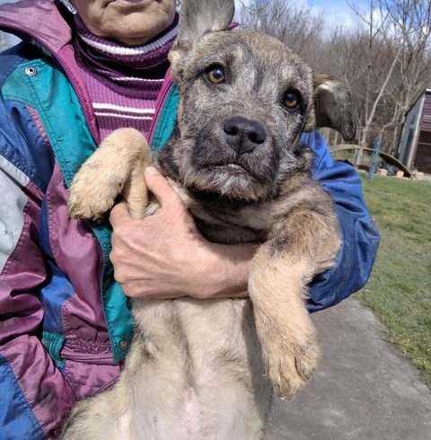 Otto Mohacs ♥ vermittelt ♥