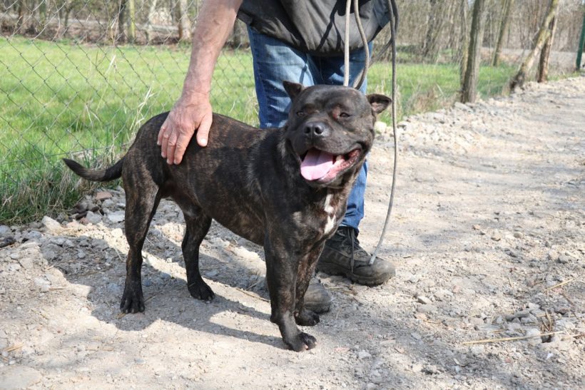 Rufus Dombovar ♥vermittelt nach Österreich an „Nothilfe für Hunde“ ♥
