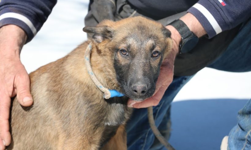 Nils  ♥ vermittelt ♥