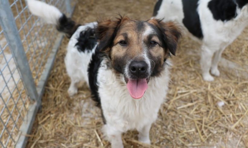 Vito ♥ vermittelt an die Tierhilfe Franken e.V. ♥ er sucht Transportpaten