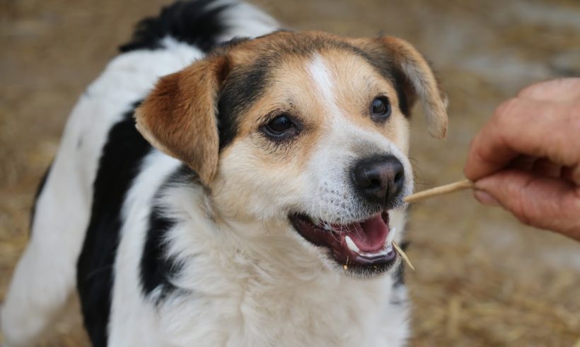 Viktor zieht am 22.05.2021 auf PS in 27729 Vollersode ♥ vermittelt ♥