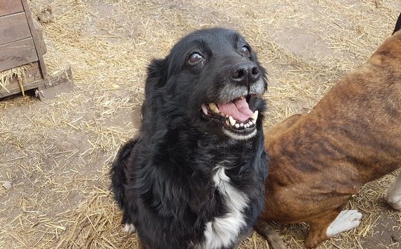 Mary Szeged NOTFALL Gnadenplatz gesucht ♥ vermittelt ♥ Ausreisepaten und Transportpaten gefunden :-) Mary Szeged NOTFALL Gnadenplatz gesucht ♥ vermittelt ♥ Ausreisepaten und Transportpaten gefunden :-)